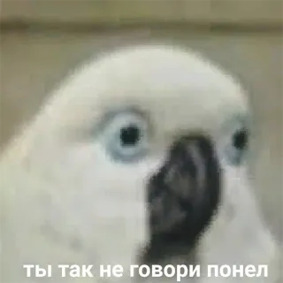 Я орал, меня ловили whatsapp stickers