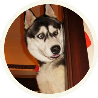 😧 hond, husky, grappig, dier, huisdier, meme telegram sticker