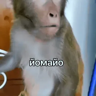 😟 Йомайо singe, animal, mème, drôle whatsapp sticker