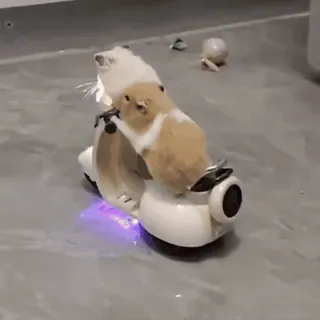🏍 hamster, trotinete, animal, animal de estimação, fofo, engraçado telegram sticker