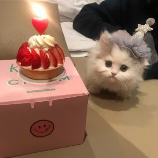 😔 cat, kitten, birthday, cake, strawberry, party, pet, animal telegram sticker