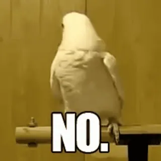 🙅♀️ NO. オウム, 鳥, いいえ, 否定, 拒否 telegram sticker