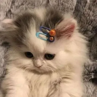 😔 子猫, 猫, ペット, 動物, 可愛い, 家庭的, ヘアクリップ telegram sticker