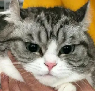 😓 cat, animal, angry, cute, feline whatsapp sticker