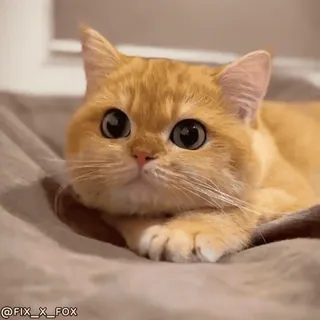 👀 @FIX_X_FOX 猫, かわいい, オレンジ猫, ペット, 動物, 飼い猫 whatsapp sticker