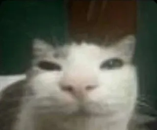 🤩 gato, animal, gato doméstico, animal de estimação, mamífero telegram sticker