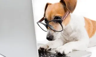 💻 dog, glasses, computer, laptop, typing telegram sticker
