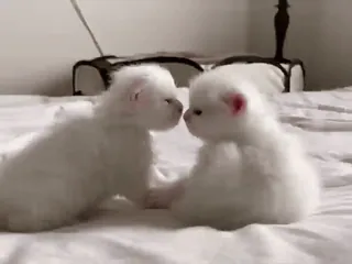 😘 mèo con, mèo, mèo trắng, động vật, dễ thương telegram sticker