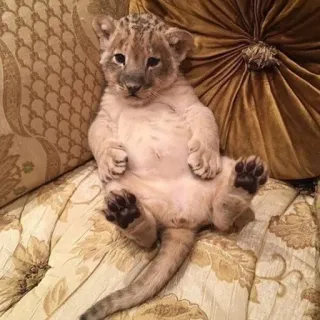 🦁 cachorro de león, bebé león, animal, lindo, león, cachorro telegram sticker