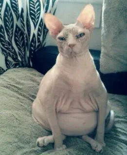 😡 gato, sphynx, gato sem pelo, animal de estimação, animal whatsapp sticker
