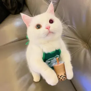 🥱 Katze, niedlich, Boba, Starbucks, Haustier, Tier telegram sticker