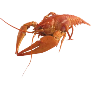😙 crawfish, seafood, crustacean, lobster, animal whatsapp sticker