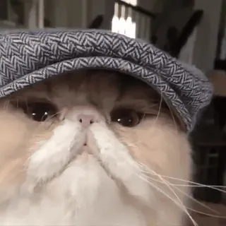 😼 mèo, mũ, thú cưng, động vật, dễ thương, mèo exotic lông ngắn, mèo con telegram sticker
