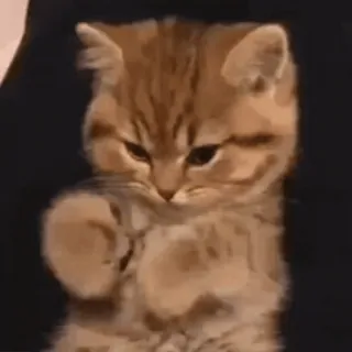 🥲 แมว, ลูกแมว, น่ารัก, สัตว์เลี้ยง, สัตว์ telegram sticker