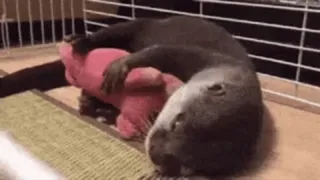 🐷 Otter, Tier, Säugetier, Haustier, Spielzeug, niedlich telegram sticker