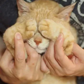🙈 gato, animal, animal de estimação, fofo, gato malhado laranja, mãos, brincalhão telegram sticker
