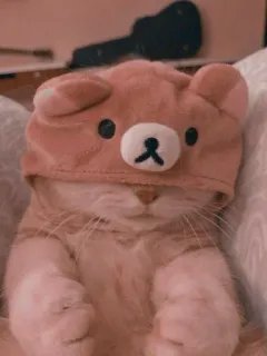 🐻 gato, oso, sombrero, lindo, animal, mascota whatsapp sticker