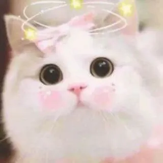 🐾 chat, mignon, adorable, animal de compagnie, chaton, animal whatsapp sticker