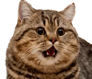 😨 cat, animal, surprised, shocked, meme, cute telegram sticker