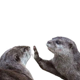 🤛 Выдра, Средний палец, Грубый, Жест, Животное, Юмор telegram sticker