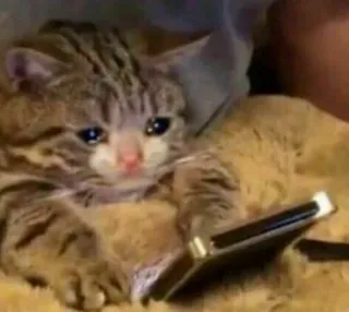 🥺 cat, kitten, crying, phone, animal, meme telegram sticker