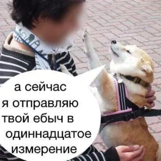 😡 а сейчас
я отправляю
твой ебыч в
одиннадцатое
измерение chien, langage offensant, russe, mème whatsapp sticker