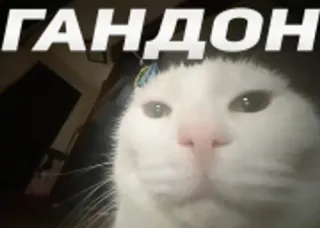 🌟 ГАНДОН cat, russian, offensive, slang telegram sticker