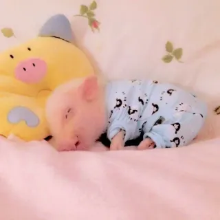 🥺 lợn, lợn con, dễ thương, động vật, ngủ, lợn mini, thú cưng telegram sticker