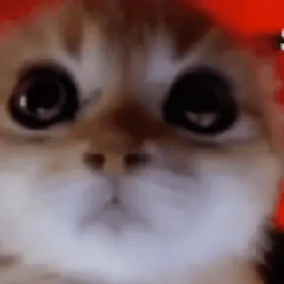 🧐 gato, animal, lindo, mascota whatsapp sticker