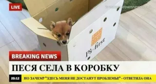 🌟 ПЕСЯ СЕЛА В КОРОБКУ 
НО ЗАЧЕМ? "ЗДЕСЬ МЕНЯ НЕ ДОСТАНУТ ПРОБЛЕМЫ" ОТВЕТИЛА ОНА Hund, Kiste, Nachrichten, Tier, Meme telegram sticker