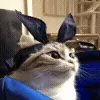 🥺