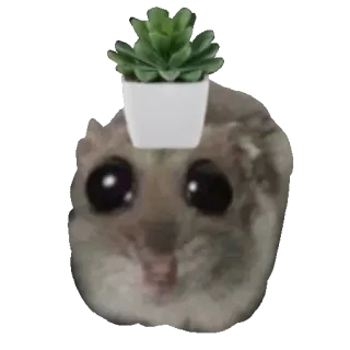 🪴 sugar glider sugar glider, succulent, plant on head, cute, meme, animal, funny telegram sticker