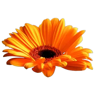 GOLDAN telegram stickers