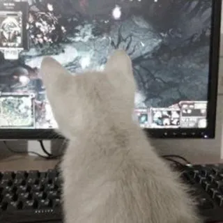 🥳 gatto, computer, gioco, animale domestico, animale, schermo telegram sticker