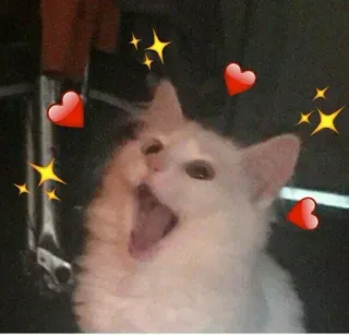 💕 cat, hearts, stars, cute, pet, animal, sticker telegram sticker