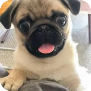 👍 telegram sticker