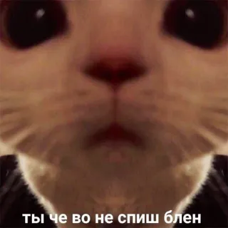 👌 ты че во не спиш блен Katze, Meme, Tier, Schlaf, lustig telegram sticker