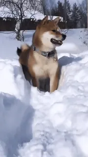 ☃️ 犬, 雪, 柴犬, 冬, ペット, 動物 telegram sticker