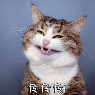 😁 হি হি হি হি! kot, uśmiech, uśmiech, śmiech telegram sticker