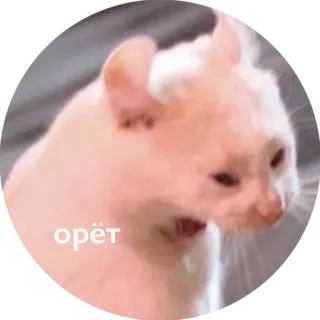 🤪 орёт kat, meme, schreeuwen, dier whatsapp sticker