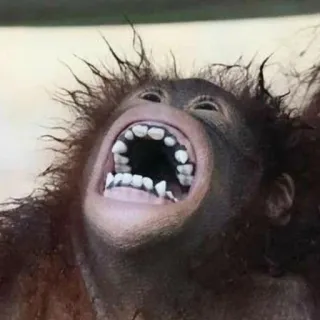 😆 scimmia, orango, ridere, animale, primate, denti whatsapp sticker