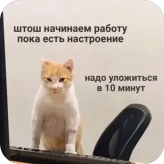 🫥 cat штош начинаем работу пока есть настроение надо уложиться в 10 минут telegram sticker
