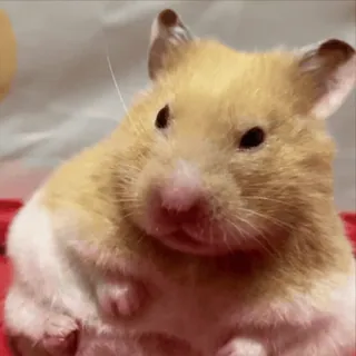 🐹 hamster, fofo, roedor, animal de estimação, animal, pequeno, engraçado telegram sticker