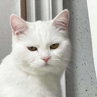😠 kat, witte kat, dier, huisdier, schattig, huisdier telegram sticker