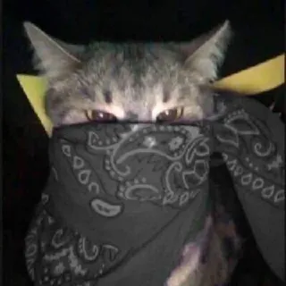 🌟 gato, bandana, animal, animal de estimação telegram sticker
