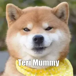 😏 Teri Mummy perro, meme, shiba inu, gracioso, mascota, animal telegram sticker