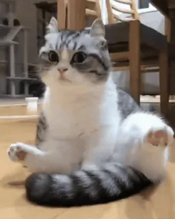 😒 猫, 子猫, 可愛い, 動物, ペット, 面白い, 座り, 家庭 telegram sticker