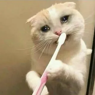🥺 แมว, เศร้า, แปรงสีฟัน, สัตว์, มีม, ร้องไห้ telegram sticker