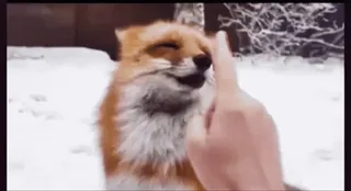 🤩 zorro, dedo corazón, ofensivo, grosero, animal, nieve, invierno telegram sticker