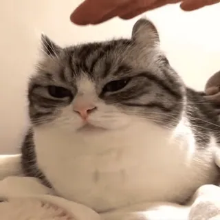 😌 кот, домашнее животное, животное, домашняя кошка, млекопитающее, кошачий, милый whatsapp sticker